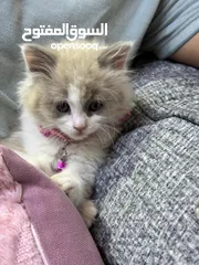 2 قطه شانشيلا