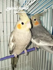  1 cocktail parrot couple // زوج ببغاء كوكتيل
