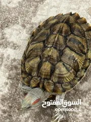  1 Two big aquarium turtles for sale - اتنين  سلاحف مائية كبيره اكبر من كف اليد للبيع