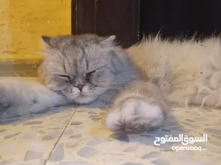  9 قطه هملايا انثى
