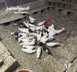  2 حمام للبيع