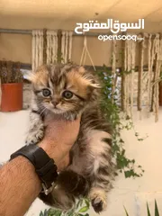  1 قطط سكوتش فولد وستريت العمر شهرين للبيع