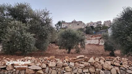  1 كوبر / أرض للبيع مساحه 750 متر مشجره بالزبتون