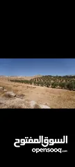  7 ارض مميزة للبيع في شفا بدران حوض المكمان