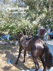  5 خيل العربي البربري