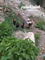  1 جاج بلدي للبيع الحاج مش كبير بالعمر اله شهرين بيبيض