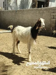  2 بيع ماعز  تواجد في بركاء