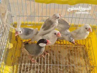  5 متاح جوزين جاوا مخاليف بايد لون ابيض والمنيوم وجوز لون اسود