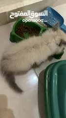  2 قطه هيملايا للبيع عمرها شهر