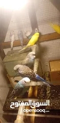  3 متوفر 5 جواز حب بسم الله ما شاء الله تعال وشوف بعينك