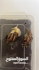  2 حلزون افريقي  African snail