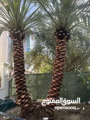  1 ابو حسين الاهوازي لصيانه جميع انواع النخيل و النباتات و الاشجار