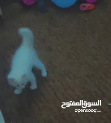  8 للبيع قطه ميكس (kitten) كما في الصور  بصحه ممتازه ماخده المطاعيم متعوده على دراية فوود واللتر بوكس.