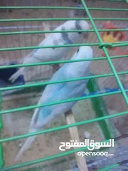  5 3 جواز حب مع فراخ  بيض مقفصات للبيع