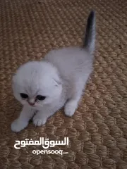  6 kittens for sale 60 days old    Scottish.