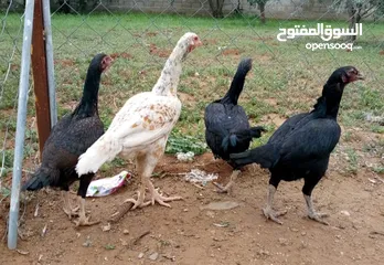  8 بيت دجاج براهيم وباكستاني