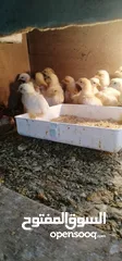  12 بيض لوهمان البزره الاصليه