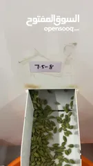  8 Premium Indian Green Cardamom Now in UAE!   هيل أخضر هندي فاخر متوفر الآن في الإمارات!