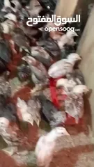  2 صوص بلدي للبيع