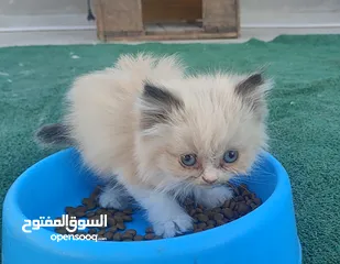  3 ذكر راغدول عمر شهرين للبيع