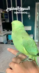  5 green parrot hand tamed