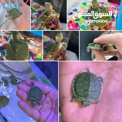  10 سلحفاه سلاحف برمائيه مائيه  بيبي سلحفاة الزينه الامازوني