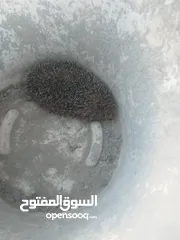  1 قنفذ حي للبيع