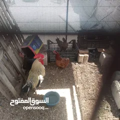  3 جاج بلدي مقنوة