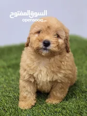  16 Mini toy poodle, pomeranian, Golden retriever, yorkshire