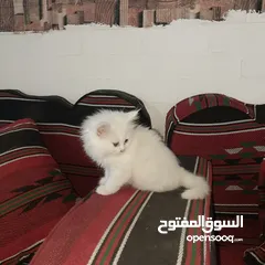  1 بسم الله ما شاء الله متاح بسه مع ولدها النوع شيرازي عمر البس الكبيره سنه وعمر ابنها شهرين ماخذين جمي
