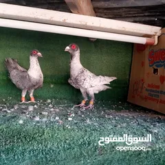  4 الزرقاء الجبل البيض