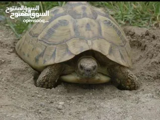  5 سلاحف للبيع العدد 9حبات   الحبه الموقع سحاب القرب من دوار الشهيد ااااااااااااااااااااااااااااااااااا