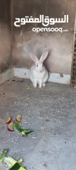  1 أرانب فرنسي ذكر وانثى والانثى حامل