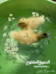  8 بطبوط بطه صوص مطعم    ا