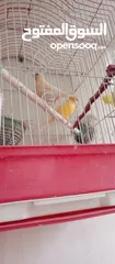  1 كوم عصافير كنار