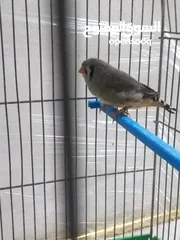  2 طيرة مكس انجليش جراي
