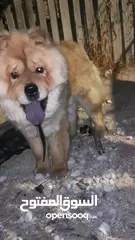  4 للبيع او البدل ع مالينو انثى