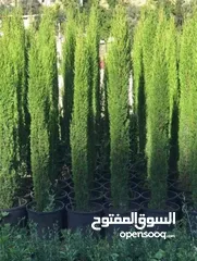  15 ركن المنزل لخدمات الزراعة العامة وتنسيق الحدائق وصيانتها مع خدمة التوصيل لكافة محافظات المملكة
