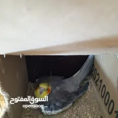  1 جوز كوكتيل نخب وتحتهم بيض معاهم قفص كاسكو حجم كبير وكوخ بسعر حرق