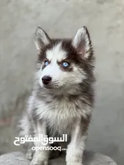  1 Husky puppy long hair