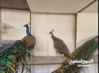  1 Peacocks For Sale