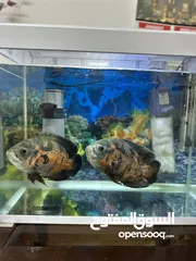  6 Oscar fish