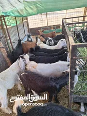 21 للبيع طليان ورخال حرية وتيوس وجفار عواض للمناسبات