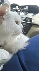  5 percian socialy kind withot voice persian cat