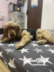  6 American cocker spaniel male puppy 5 months old full vaccination and passport done