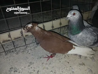  19 كوم كامل للبيع  دينارين ونص الحبه زق وكش الفحول كلها كش