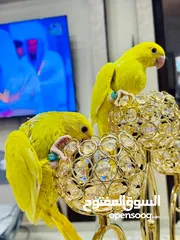  3 فرخين دره لاتينَو عين حمرا  تبارك الله العمر 70 يوم اسبوعين وبنفطمو