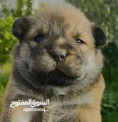  1 Chiots Chowchow