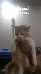  4 بيع قطط شيرازي
