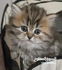  17 قطط دباديب هملايا للبيع – نابلس  بعمر 45 يوم فقط  الموقع: نابلس